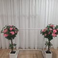 Rose Topiary pink